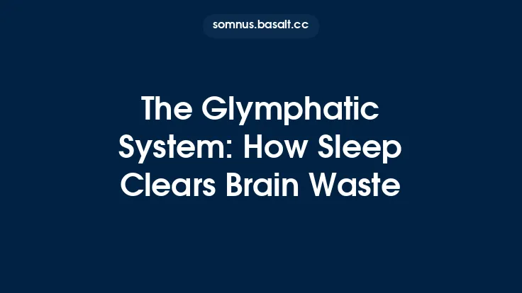 The Glymphatic System: How Sleep Clears Brain Waste Thumbnail