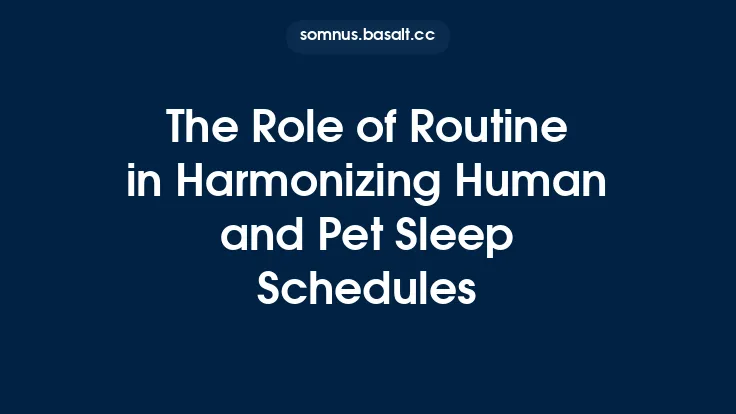 The Role of Routine in Harmonizing Human and Pet Sleep Schedules Thumbnail