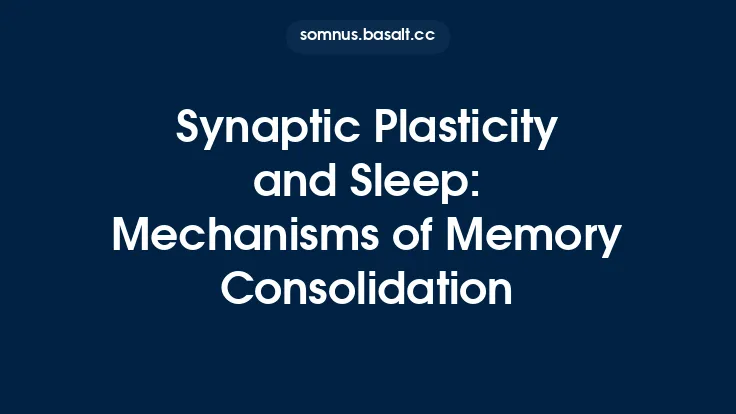 Synaptic Plasticity and Sleep: Mechanisms of Memory Consolidation Thumbnail